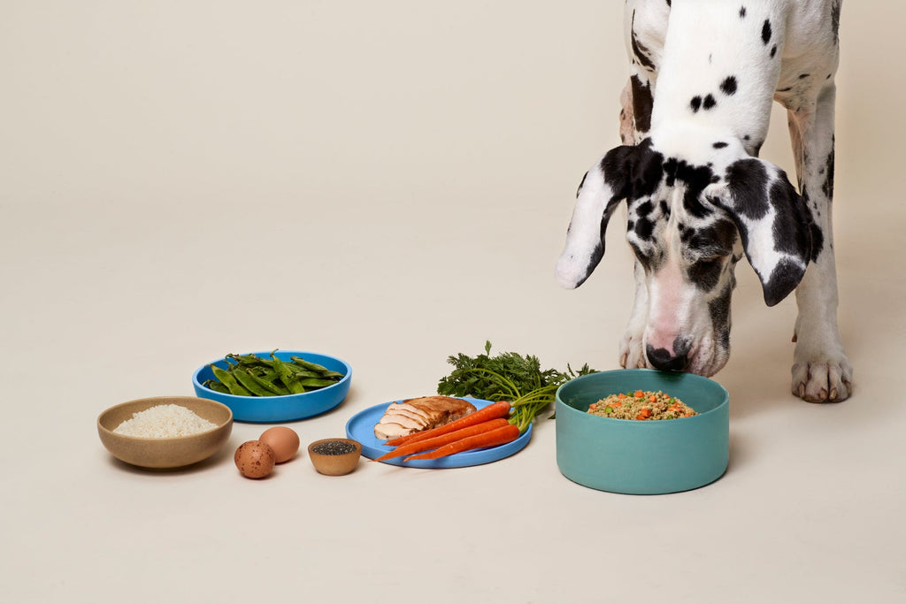 6 Reasons We Love Ollie Dog Food