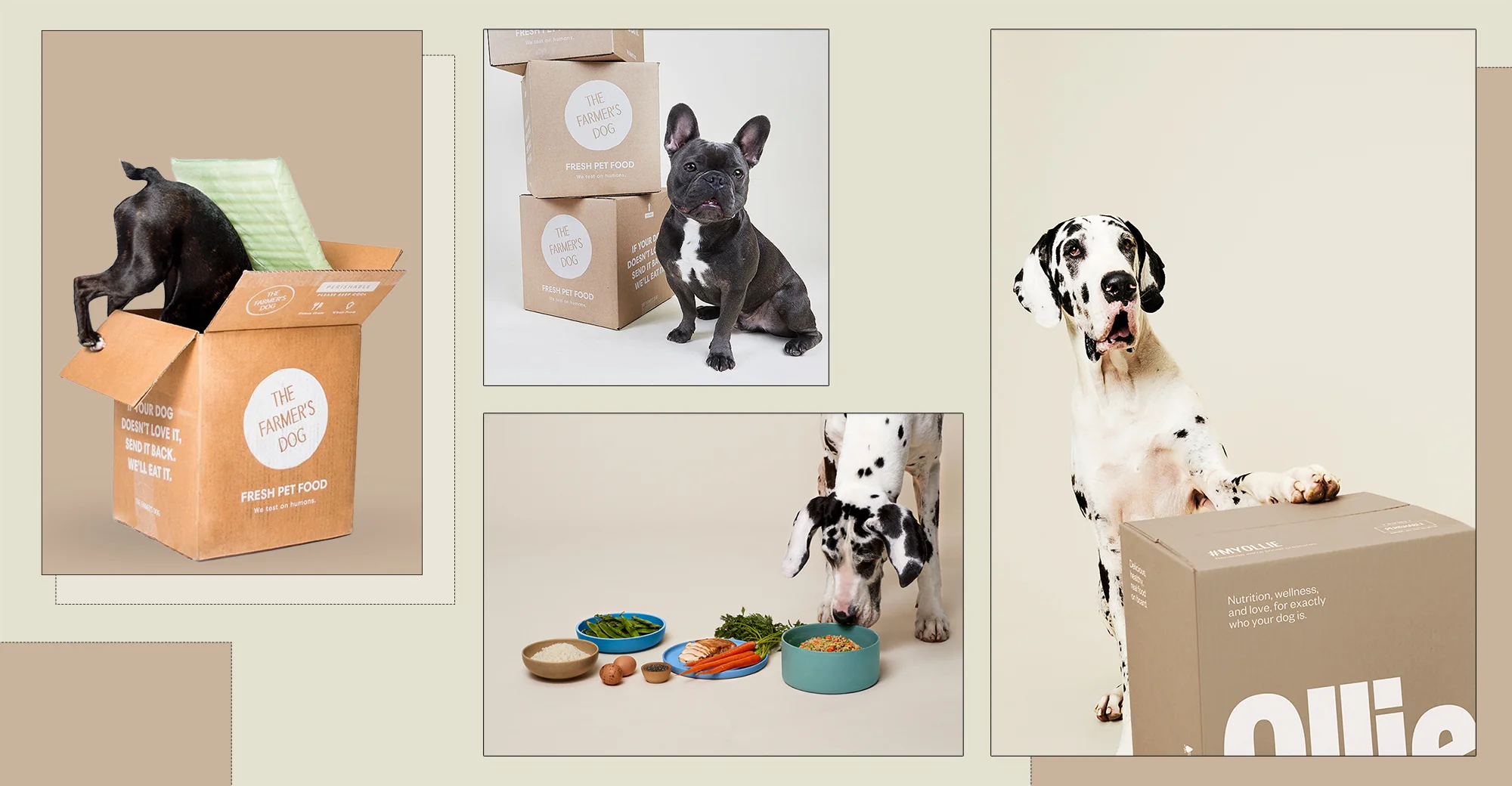 Ollie vs. The Farmer's Dog - The Fascination